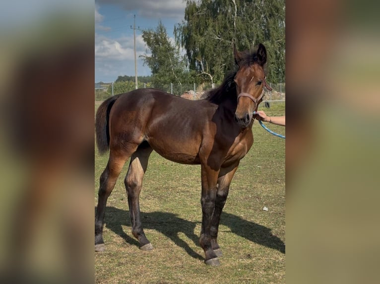 Schlesier Merrie Veulen (04/2025) Bruin in Bia&#x142;yka&#x142;