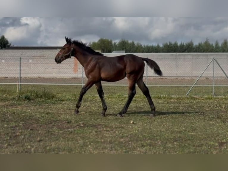Schlesier Merrie Veulen (04/2025) Bruin in Bia&#x142;yka&#x142;