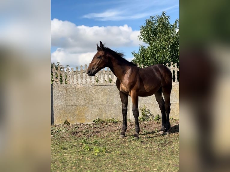 Schlesier Merrie Veulen (04/2025) Bruin in Bia&#x142;yka&#x142;