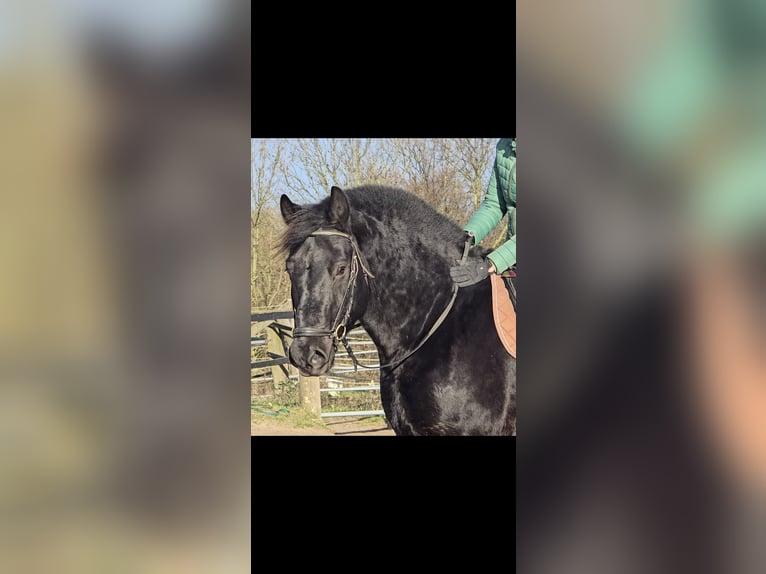 Schlesier Ruin 10 Jaar 165 cm Zwart in M&#xFC;lheim an der Ruhr