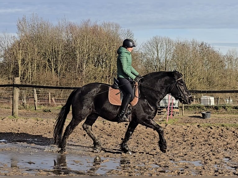 Schlesier Ruin 10 Jaar 165 cm Zwart in M&#xFC;lheim an der Ruhr