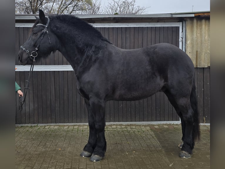 Schlesier Ruin 10 Jaar 165 cm Zwart in M&#xFC;lheim an der Ruhr