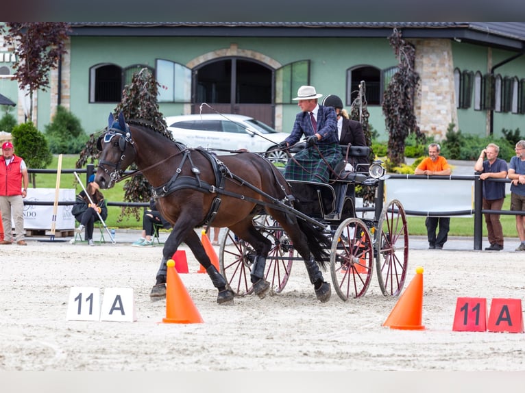 Schlesier Ruin 10 Jaar 170 cm Bruin in Thie&#xDF;en