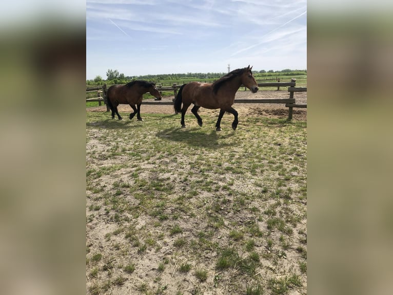 Schlesier Ruin 10 Jaar Roodbruin in Kłyżów