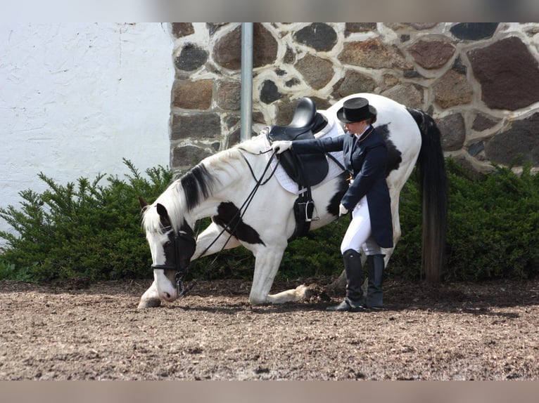 Schlesier Mix Ruin 11 Jaar 168 cm Gevlekt-paard in Schildow