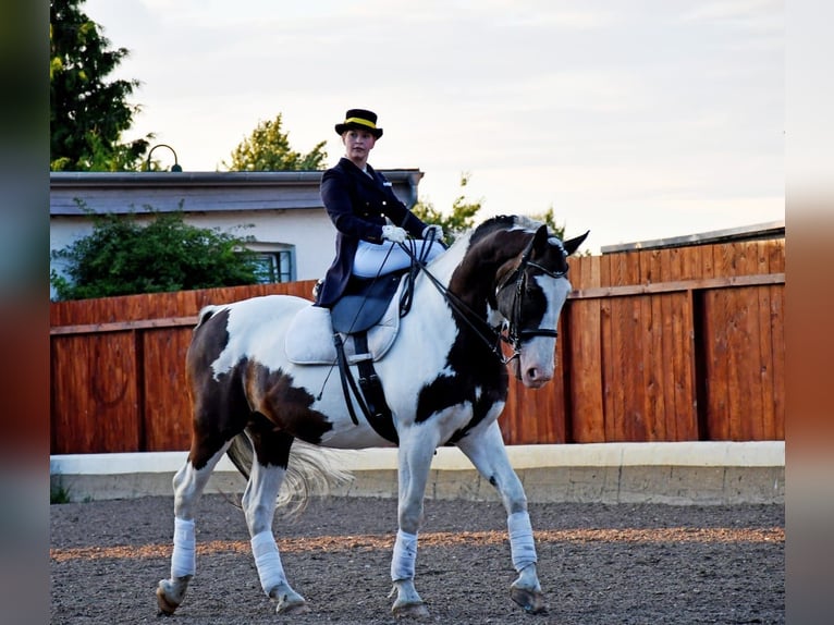 Schlesier Mix Ruin 11 Jaar 168 cm Gevlekt-paard in Schildow