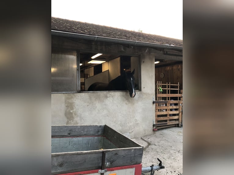 Schlesier Ruin 11 Jaar 168 cm Zwart in Obernzenn
