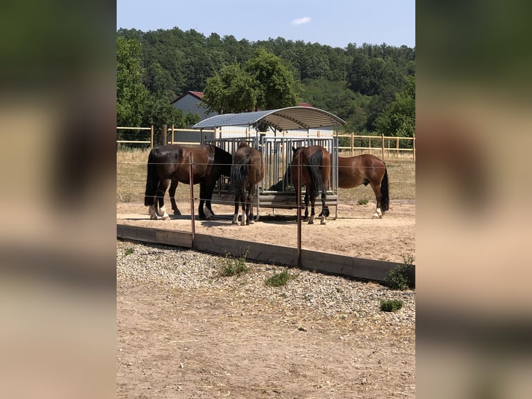 Schlesier Ruin 11 Jaar 168 cm Zwart in Obernzenn