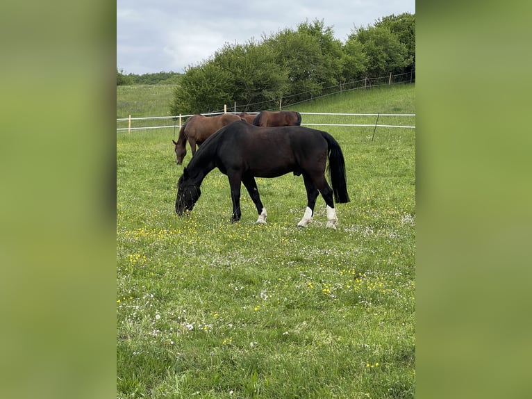 Schlesier Ruin 11 Jaar 168 cm Zwart in Obernzenn