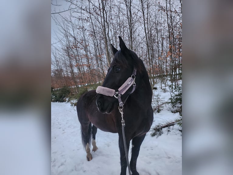 Schlesier Ruin 14 Jaar 165 cm Zwartbruin in Gablingen