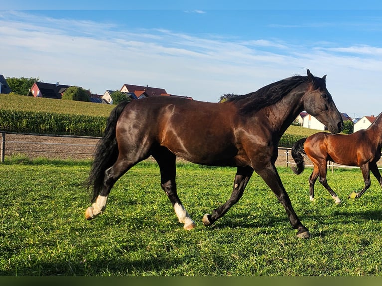 Schlesier Ruin 14 Jaar 165 cm Zwartbruin in Gablingen