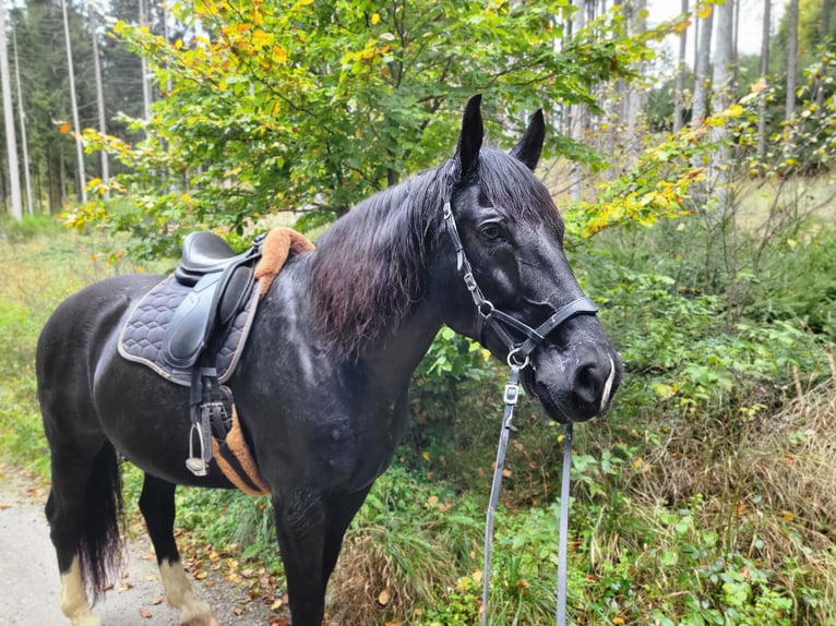 Schlesier Ruin 14 Jaar 165 cm Zwartbruin in Gablingen