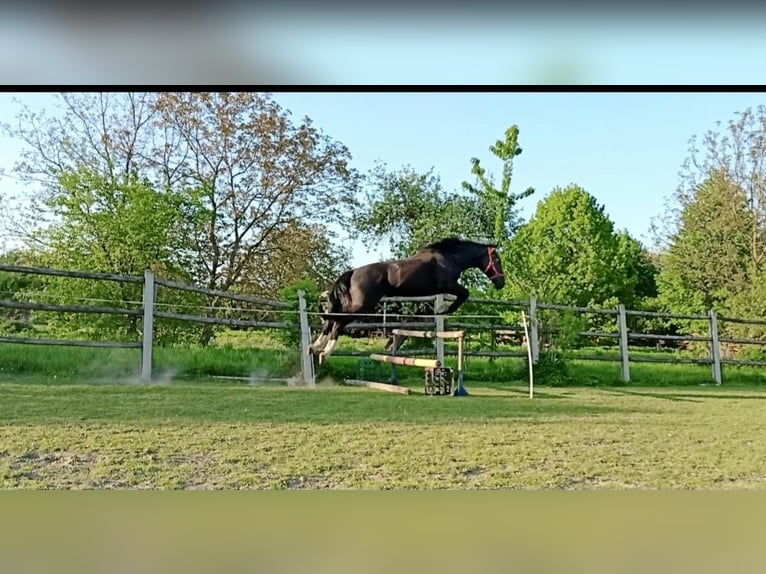 Schlesier Ruin 3 Jaar 166 cm Zwart in Nowe Smarchowice