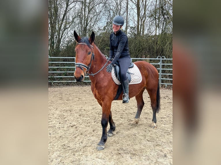 Schlesier Ruin 4 Jaar 152 cm Bruin in Bad Camberg