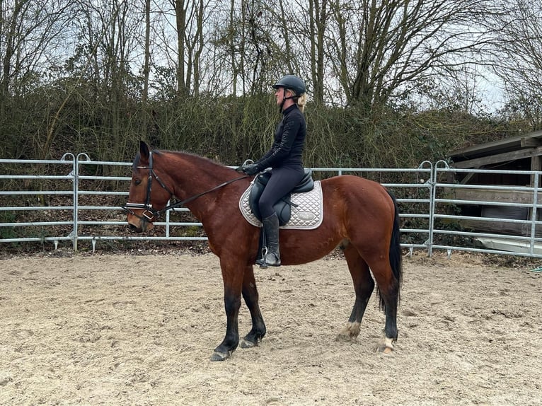 Schlesier Ruin 4 Jaar 152 cm Bruin in Bad Camberg