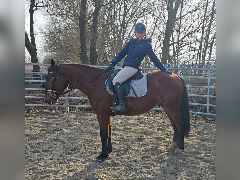 Schlesier Ruin 4 Jaar 152 cm Bruin in Bad Camberg