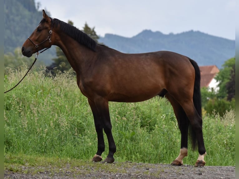 Schlesier Ruin 4 Jaar 162 cm Bruin in St. Marein bei Graz