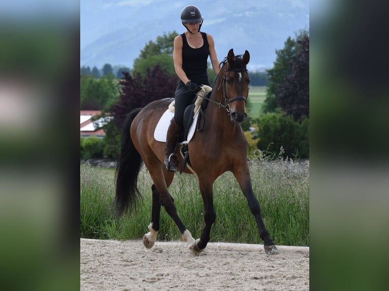Schlesier Ruin 4 Jaar 162 cm Bruin in St. Marein bei Graz
