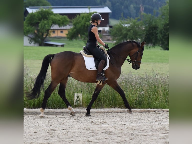 Schlesier Ruin 4 Jaar 162 cm Bruin in St. Marein bei Graz