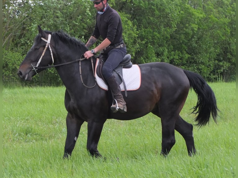 Schlesier Ruin 4 Jaar 162 cm Zwartbruin in Buttst&#xE4;dt