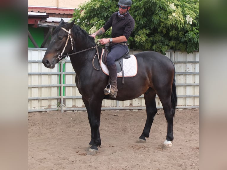 Schlesier Ruin 4 Jaar 162 cm Zwartbruin in Buttst&#xE4;dt