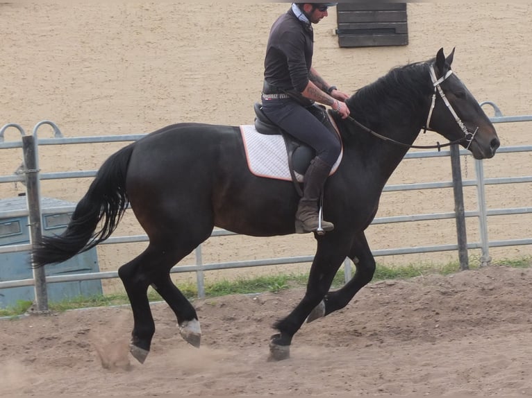 Schlesier Ruin 4 Jaar 162 cm Zwartbruin in Buttst&#xE4;dt
