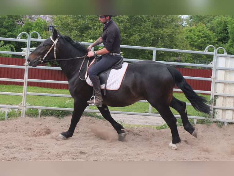 Schlesier Ruin 4 Jaar 162 cm Zwartbruin in Buttst&#xE4;dt
