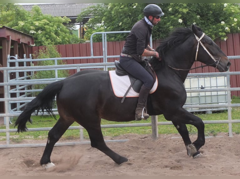 Schlesier Ruin 4 Jaar 162 cm Zwartbruin in Buttst&#xE4;dt