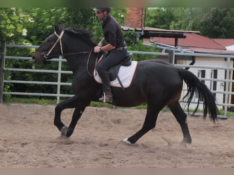 Schlesier Ruin 4 Jaar 162 cm Zwartbruin in Buttst&#xE4;dt