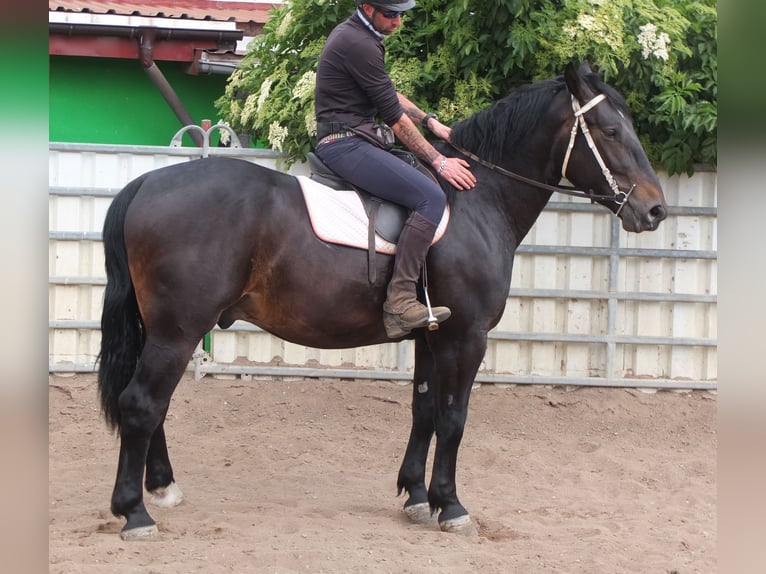 Schlesier Ruin 4 Jaar 162 cm Zwartbruin in Buttst&#xE4;dt