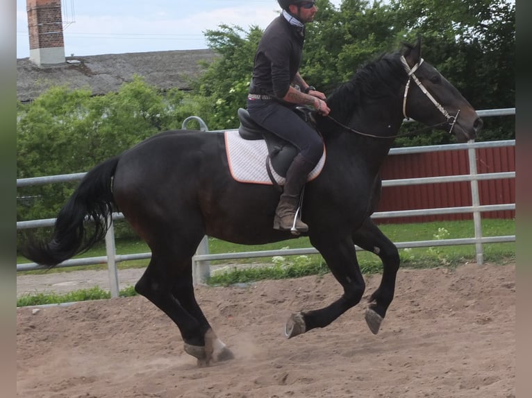 Schlesier Ruin 4 Jaar 162 cm Zwartbruin in Buttst&#xE4;dt