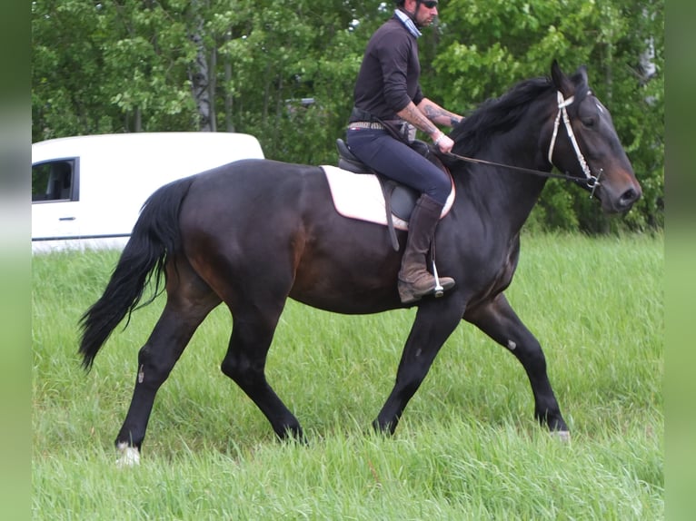 Schlesier Ruin 4 Jaar 162 cm Zwartbruin in Buttst&#xE4;dt