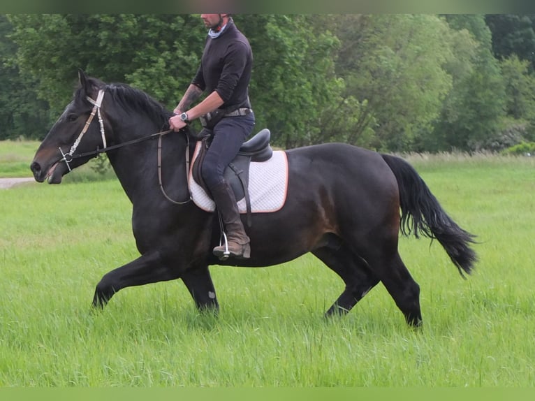 Schlesier Ruin 4 Jaar 162 cm Zwartbruin in Buttst&#xE4;dt