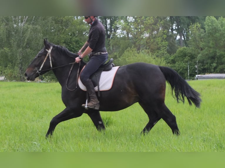 Schlesier Ruin 4 Jaar 162 cm Zwartbruin in Buttst&#xE4;dt