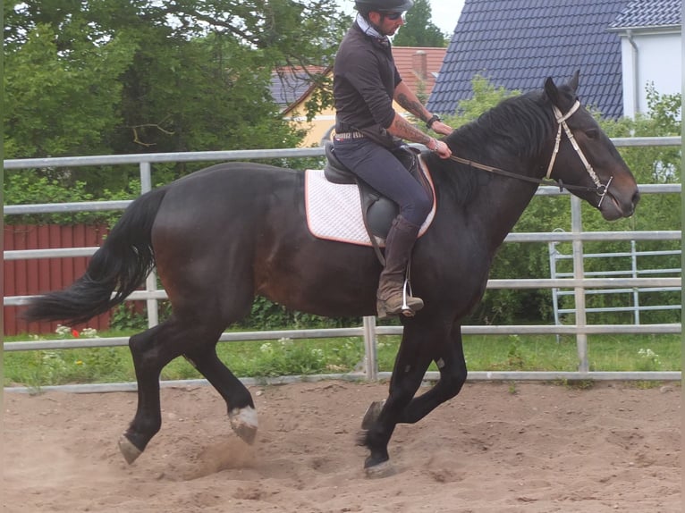 Schlesier Ruin 4 Jaar 162 cm Zwartbruin in Buttst&#xE4;dt
