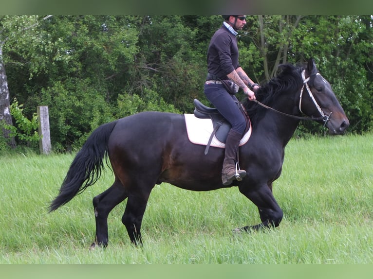 Schlesier Ruin 4 Jaar 162 cm Zwartbruin in Buttst&#xE4;dt