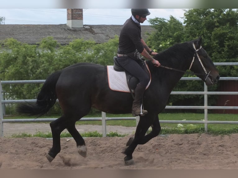 Schlesier Ruin 4 Jaar 162 cm Zwartbruin in Buttst&#xE4;dt