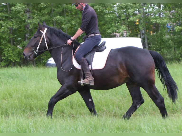 Schlesier Ruin 4 Jaar 162 cm Zwartbruin in Buttst&#xE4;dt