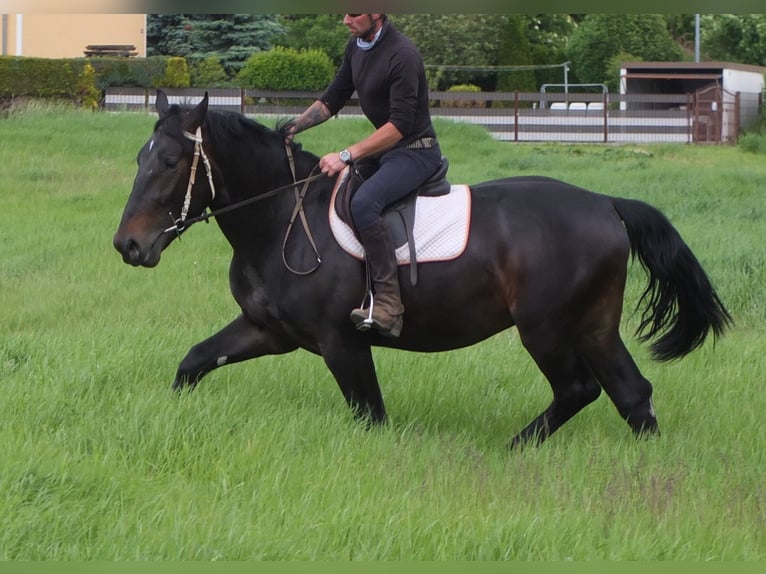Schlesier Ruin 4 Jaar 162 cm Zwartbruin in Buttst&#xE4;dt