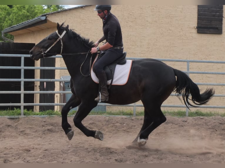 Schlesier Ruin 4 Jaar 162 cm Zwartbruin in Buttst&#xE4;dt
