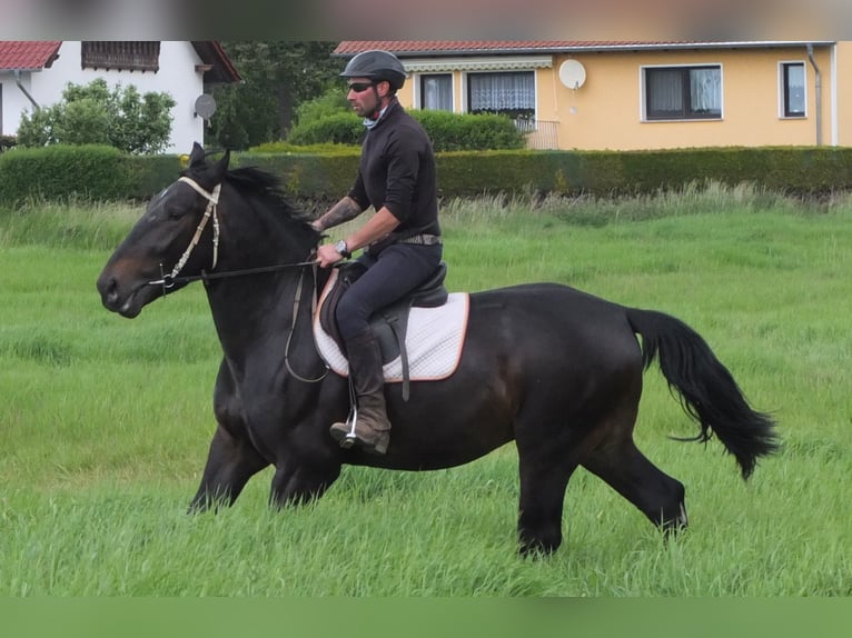Schlesier Ruin 4 Jaar 162 cm Zwartbruin in Buttst&#xE4;dt