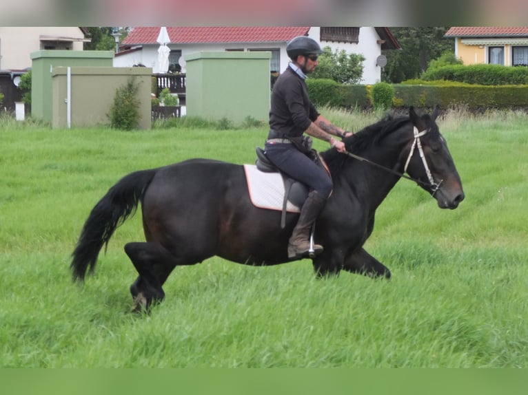 Schlesier Ruin 4 Jaar 162 cm Zwartbruin in Buttst&#xE4;dt