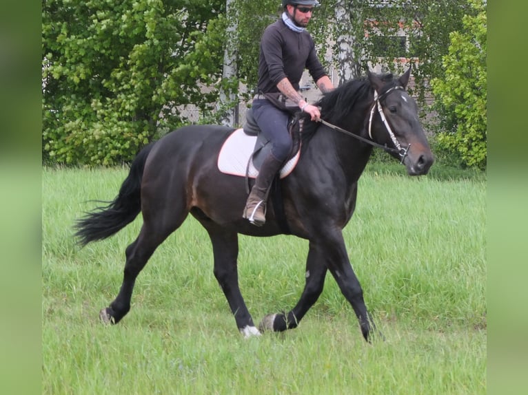 Schlesier Ruin 4 Jaar 162 cm Zwartbruin in Buttst&#xE4;dt