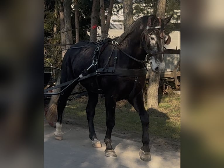 Schlesier Ruin 4 Jaar 168 cm Zwartschimmel in Leer (Ostfriesland)