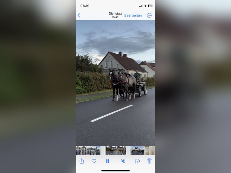 Schlesier Ruin 5 Jaar 166 cm Zwart in Thie&#xDF;en