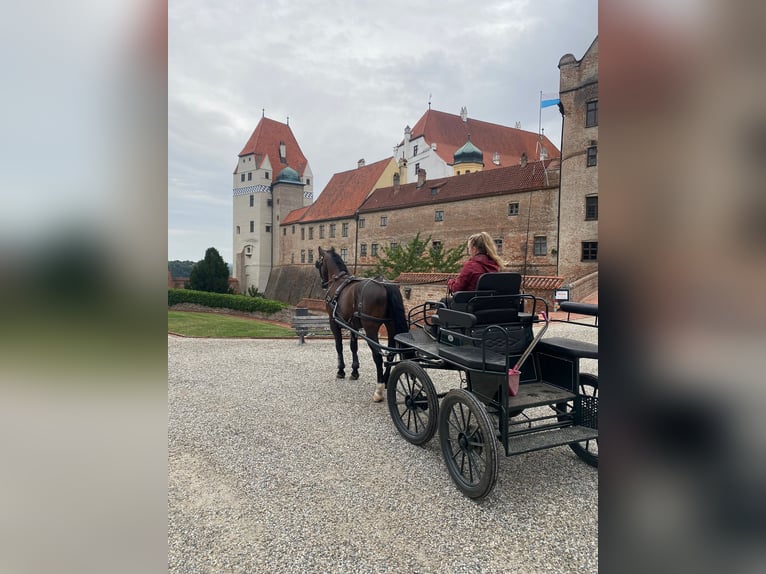 Schlesier Ruin 6 Jaar 165 cm Zwart in Landshut