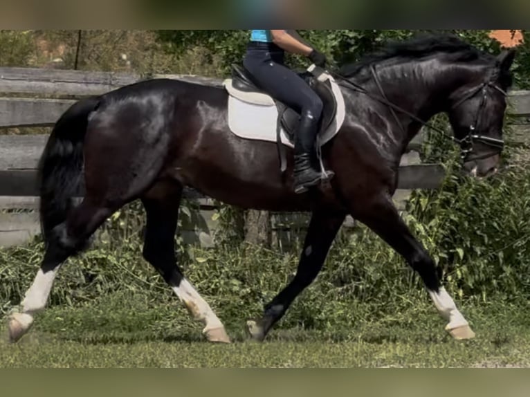 Schlesier Ruin 6 Jaar 165 cm Zwartbruin in Westerstede