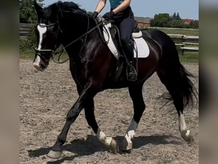 Schlesier Ruin 6 Jaar 165 cm Zwartbruin in Westerstede