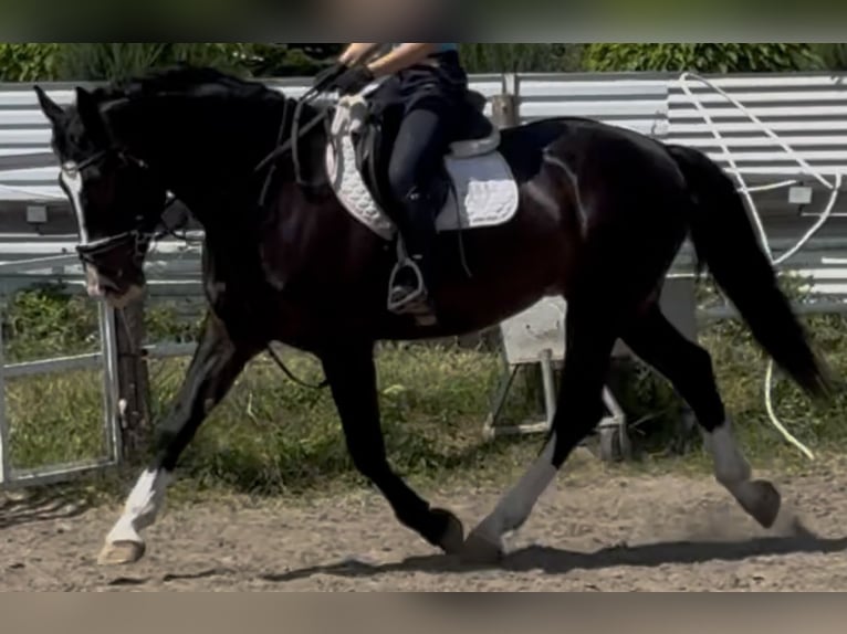 Schlesier Ruin 6 Jaar 165 cm Zwartbruin in Westerstede