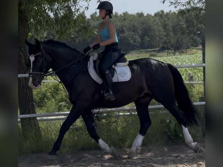 Schlesier Ruin 6 Jaar 165 cm Zwartbruin in Westerstede